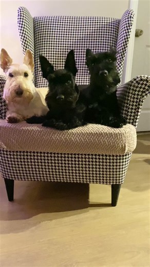 I love these little pups with every bit of my heart ❤️🐾 #scottishterrier #scottie #scottiedog #terrier #dogsoftiktok #foryoupage #fyp #fypシ #dogmom #dogmomlife #dogofinstagram