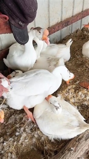 Daily egg collection from geese