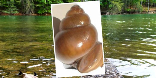 Invasive Asian snails discovered in Georgia’s Lake Lanier