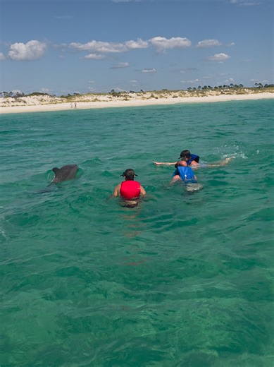 this dolphin decide to come right up to our customers and swim a circle around them being playful! we are open for spring break and running towards daily come see us for an unforgettable experience in Panama City Beach Florida 850-809-0096 Shellislanddolphins.com #pcb #fyp #springbreak #travel #beach