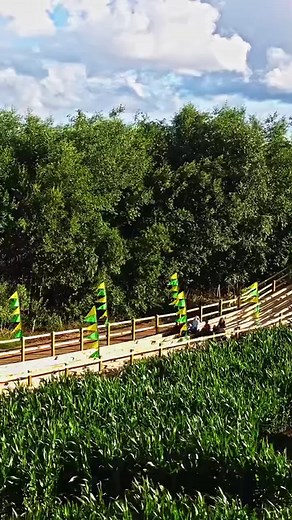 6.7K views · 443 reactions | Feel the rhythm! Feel the rhyme! Get on up, its COBSLED time! Test running of our exciting new attraction is now cornplete! We corn’t wait to welcorn you all for an amazing day out at York Maze, with over 20 shows, rides and attractions. We open Sat 15th July - Sun 4th Sept. Tickets must be booked online. #cobsled #bobsled #cobsleigh #bobsleigh #maizemaze #cornmaze #familydayout #daysoutyorkshire #york | York Maze | Facebook