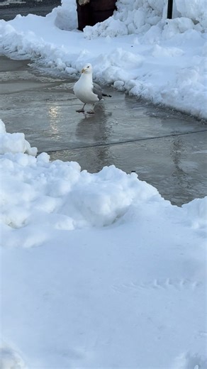 #fyp #blizzard2026 #foryoupage #atlanticcitynj #snowstorm @dmoney ♪ 𝄞₊˚⊹ @Giana