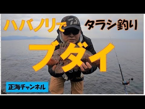 ハバノリでブダイ（タラシ釣り）