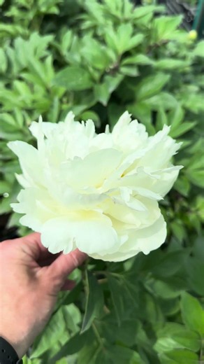 Peonies in pots. Snow Mountain variety.