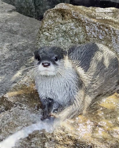 Otterly adorable playtime!😍 Did you know? Otters are highly social and tend to live in small groups. These cuties can often be found playing with pebbles sticks or other things they find. 📸 keeper Lisa | Perth Zoo