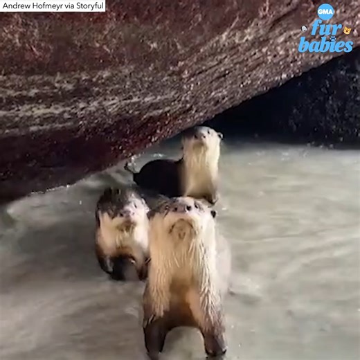 Watch this incredible footage of an "otterly" adorable day at the beach. https://gma.abc/3YwbmPa | Good Morning America
