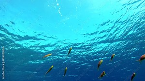 Life in the ocean. Tropical fish and coral reefs. Beautiful corals. Underwater life in the ocean. Minimal video processing. Natural environmental conditions.