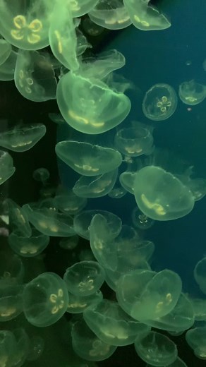 Mesmerizing Moon Jellyfish at the Aquarium