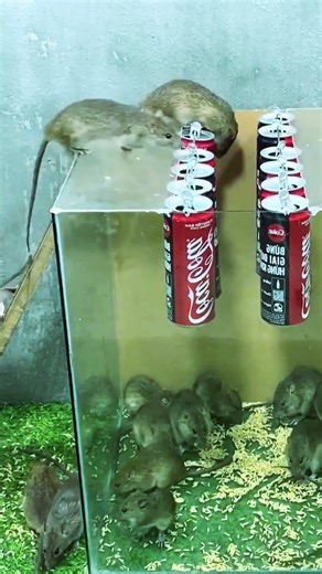 Humane mouse trap that actually works #mousetrap #mouse #diy