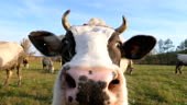 Curious cow looking into camera and sniffing it. Cute friendly animal...