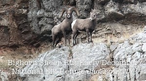 7.1K views · 74 reactions | The bighorn rut is on! Just minutes from...
