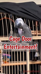 25K views · 1.5K reactions | Einstein perches on his cage door and entertains with a delightful mix of sounds and phrases! From mimicking monkeys and grackles to counting and gobbling like a turkey, Einstein shows off his impressive talking skills. Enjoy his sweet kisses, playful peek-a-boos, and hilarious impersonations of roosters and squirrels. Don't miss this fun-filled video featuring Einstein's charming and smart personality! | Einstein the Talking Texan Parrot | Facebook