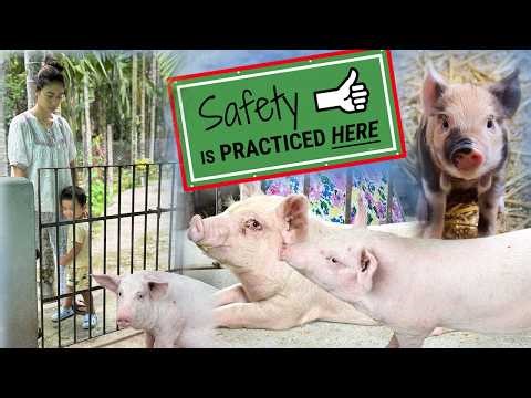 Starting Piggery Unit