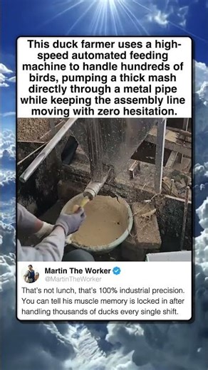 INDUSTRIAL DUCK FEEDING AT SCALE