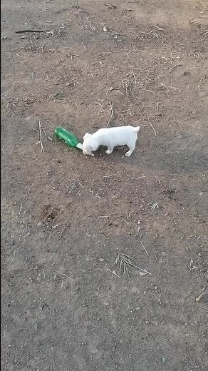 Playful White Puppy Enjoys Outdoor Adventures