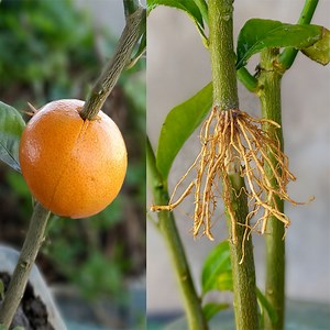 154K views · 4.1K reactions | Lemon grafting success | best grafting technique on lemon tree | plant propagation | Rana Craft | Facebook