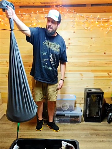 Massive rattlesnakes unboxing. This is the biggest rattlesnake I have ever owned. #venomman20 #venomous #rattlesnake #snake #hugesnake