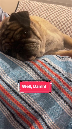 #badpugs#pugsoftiktok | pugs