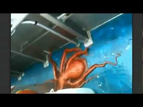 An Octopus Story, The Great Escape!