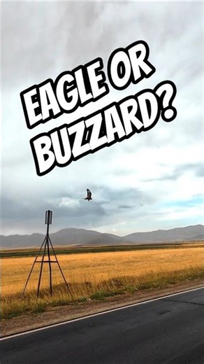 MYSTERY BIRD SIGHTING! 🦅 What is this Brown Raptor with White Underwings? #armenia #nature