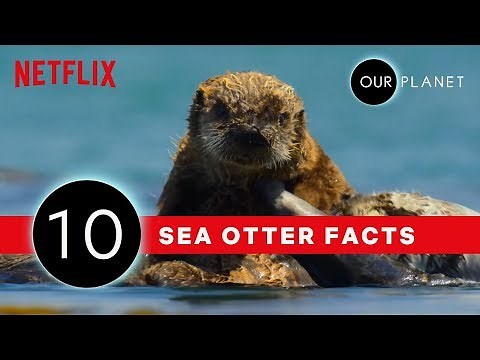 10 Facts That Prove Sea Otters Are The Coolest | Our Planet | Netflix After School