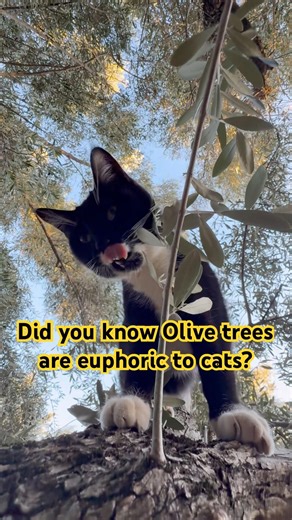 Cats LOVE olive trees!! The chemical compounds (isoprenoids) in them, mimic catnip’s effect 😻 #cat