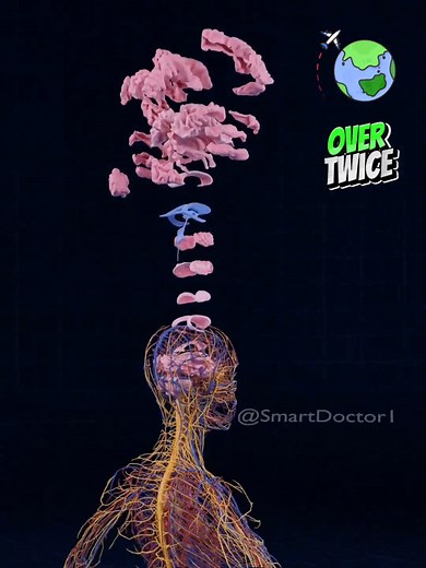 Unlocking the Mysteries of Circulatory and Nervous Systems