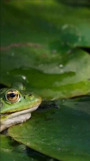 World Frog Day! March 20 #frogs #nationalday #fypviral