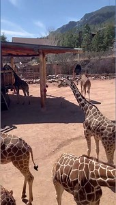 Here’s Part 2! For some reason now I can post one minute clips, just yesterday I couldn’t 🤬 lol. Enjoy more giraffes from Cheyenne Mountain Zoo | Jungle Jordan