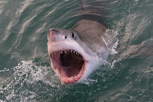 ‘Aggressive’ 10-ft Great White Shark Erupts From Water to Attack Surfers
