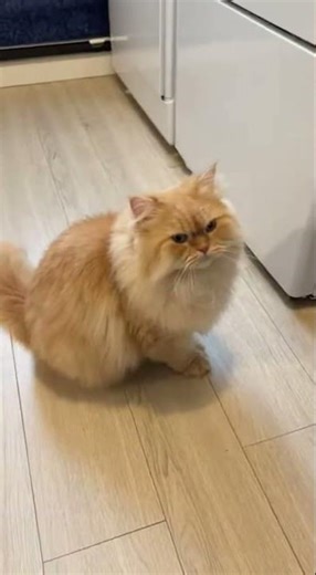 Persian Cat's Washing Machine Adventure! #CatLife #PersianCat #FunnyCatMoments