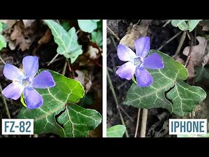 Panasonic Lumix DC FZ-82 vs iPhone X (photo and video comparison)