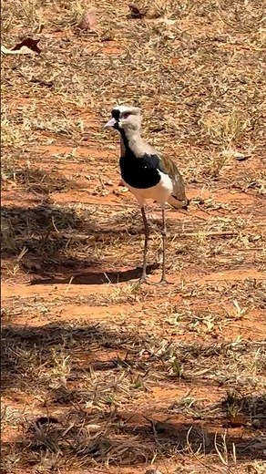 Quero-quero na natureza: o guardião das áreas abertas! #aves