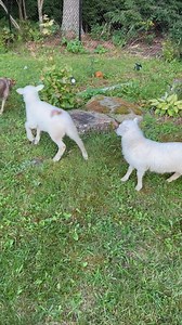 2.5K views · 32 reactions | Lilac Hedge Farm on Reels | Facebook