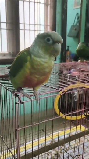 pattu puttu #cute seed cracking