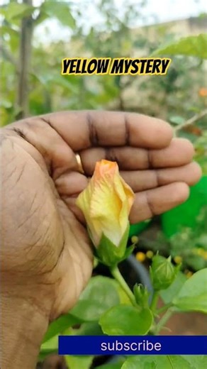 Yellow Hibiscus Transformation | Bud to Full Blossom #flowers #hibiscus #flowergarden #gardening