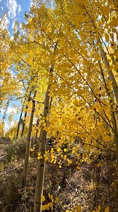 1.6K views · 136 reactions | Take a stroll through the aspens in Keystone Gulch for your Saturday  | Keystone Resort | Facebook
