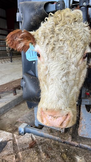 8.7K views · 203 reactions | Cattle health is a top priority here at...