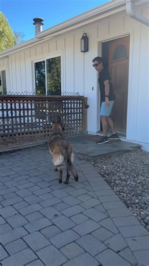 Learn the process and body language to help a fearful dog. Lip licks = I don’t want to fight. Hair up= automatic stimulation response. Tail tucked = nervous/fearful. Pursue, smelling, smelling the air = Interest | Beckman's Dog Training