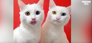 7 Cats with the Most Unique Eyes on the Planet