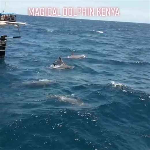 #dolphin#dolphins#animals