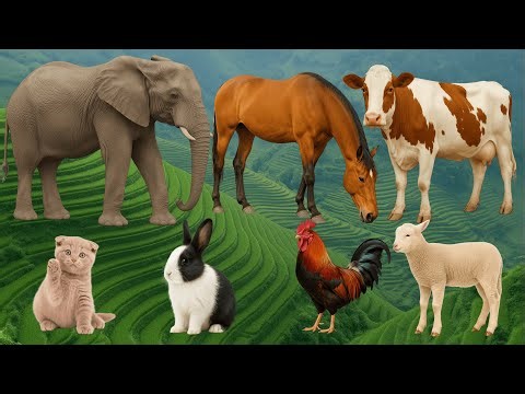 Farm Animal Habitat: Sheep, Dog, Goat, Chicken, Pig, Horse, Duck, Cow, Cat – Animal Video
