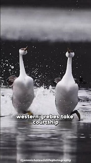 LOVE That RUNS on Water | Western Grebes Mating Ritual #animalfacts