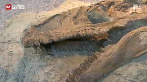 Europas Saurier im Aathal