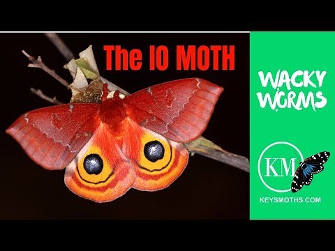 Io Moth (Automeris io)