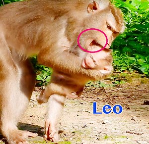 658K views · 9.3K reactions | Super Crying So Loudly Baby Leo Got Bitten His Head Drop Down On The Ground To Give lesson By Nasty Mom Libby | Monkey Daily TV | Facebook