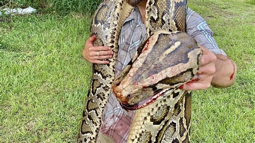 Florida Python hunter recounts bloody battle: “She got me, son”