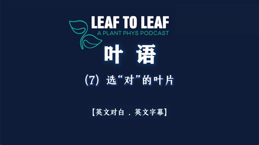 选“对”的叶片|《叶语》第7集 | LI-6800光合-荧光测量系统 | LI-COR | 北京莱阔生物科技有限公司