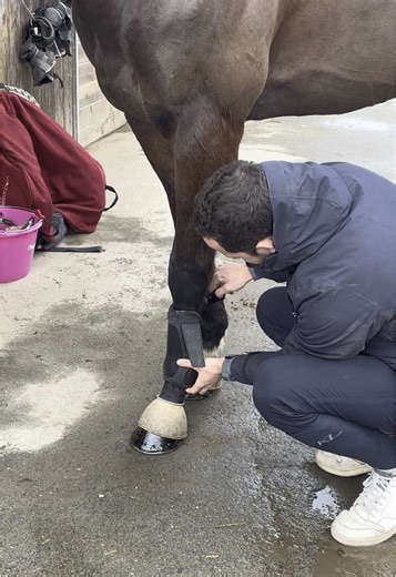 Mon groom est en formation 🎓. #cheval #horse #pursang