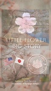 History of the Little Flower | Embassy of Japan in the USA | Facebook